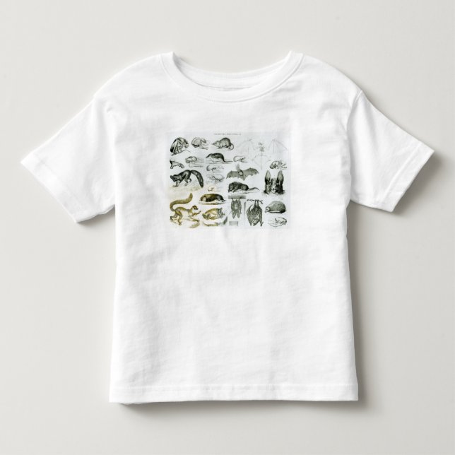 Camiseta Infantil Cheiroptera, Insectivora (Frente)