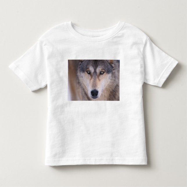 Camiseta Infantil cinza lobo, Canis lupus, feche os olhos (Frente)