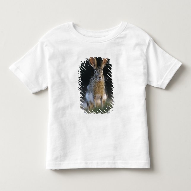 Camiseta Infantil Coelho-de-cauda-negra, Lepus californicus, 2 (Frente)