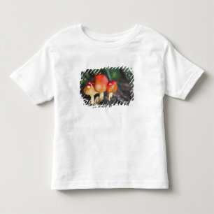 Camiseta Infantil cogumelo da família Amanita