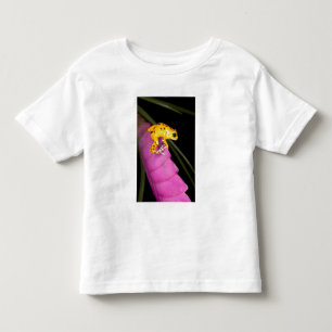 Camiseta Infantil Costa Rica. Close-up de sapo venenoso