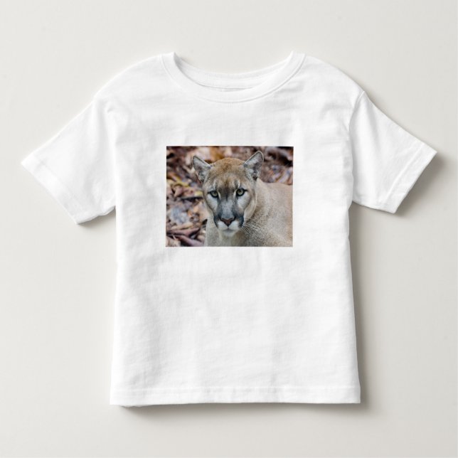 Camiseta Infantil Cougar, leão da montanha, Puma da Flórida (Frente)