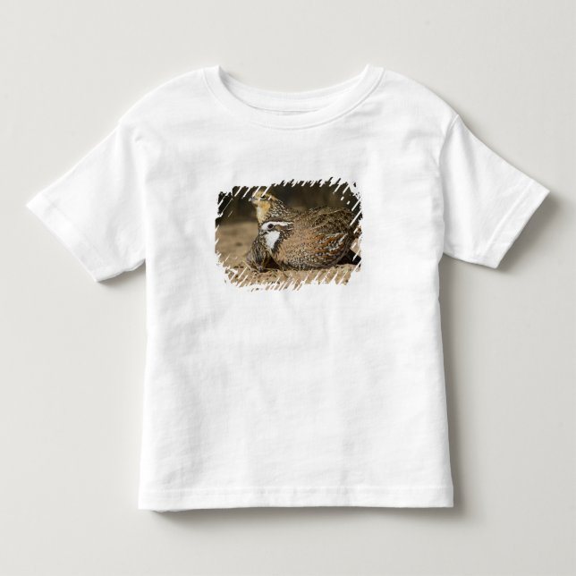 Camiseta Infantil crias de codorna-do-norte em lago para beber (Frente)