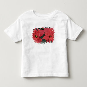 Camiseta Infantil Detalhe da Poinsettia Vermelha (Euphorbia pulcherr