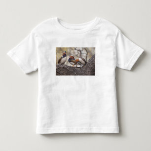 Camiseta Infantil Dois machos disputando uma fêmea de pato-mandarim