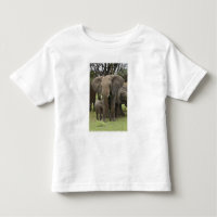 Elefante Africano | Manada