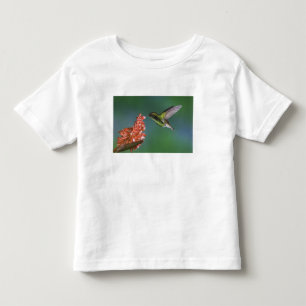 Camiseta Infantil Esmeralda de Cabeça Coppery, Elvira cupreiceps,