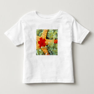 Camiseta Infantil Estrela-do-mar Amarela e Vermelha