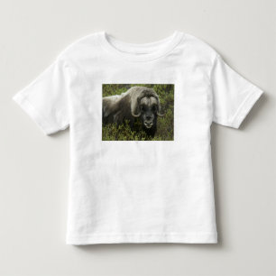 Camiseta Infantil EUA, Alasca, Nome. Close-up de boi-almiscarado