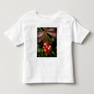 Camiseta Infantil EUA, Alasca, Parque Nacional Denali. Detalhe de