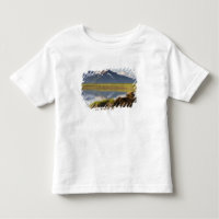 EUA, Alasca, Parque Nacional Katmai, Ursos Pardo