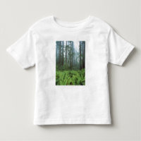 EUA, Califórnia, Parque Nacional Redwood. Samambai