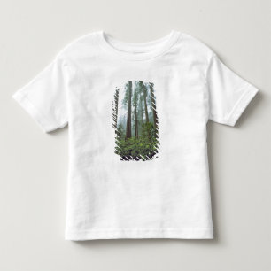 Camiseta Infantil EUA, Califórnia, Redwood NP. Névoa filtra a