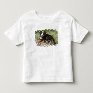 Camiseta Infantil EUA, Colorado, Breckenridge. Fêmea Bernese