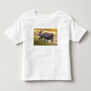 Camiseta Infantil EUA, Colorado, Cameron Pass. Alce macho