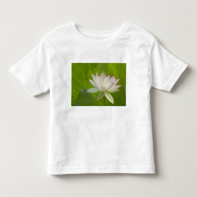 Camiseta Infantil EUA, DC, Washington, Kenilworth Aquatic (Frente)