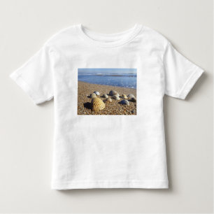 Camiseta Infantil EUA, Flórida, Conchas do Mar Costeiro
