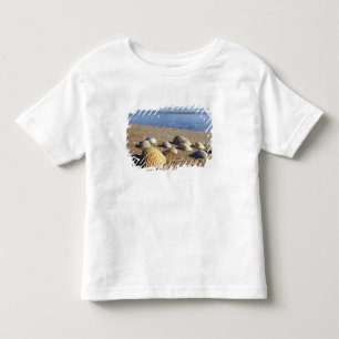Camiseta Infantil EUA, Flórida, Conchas Marinhas Costeiras
