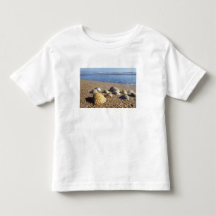 Camiseta Infantil EUA, Flórida, Conchas Marinhas Costeiras