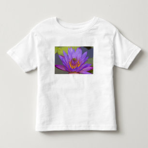 Camiseta Infantil EUA, Flórida, Lago Kissimmee. Rã de folha verde