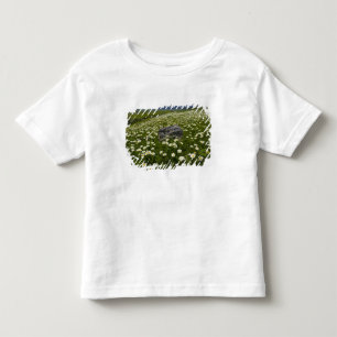 Camiseta Infantil EUA, Montana, Margarida silvestre florescendo no p