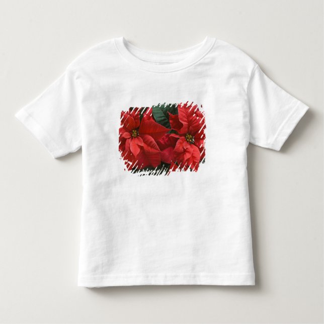 Camiseta Infantil EUA, WA, Detalhe da Poinsettia Vermelha (Euphorbia (Frente)
