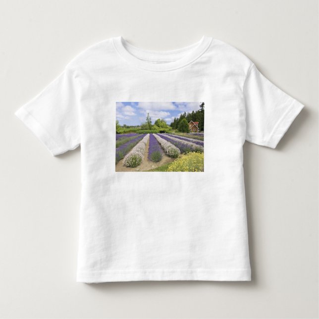 Camiseta Infantil EUA, WA, Sequim, Fazenda de Lavanda de Risco Roxo (Frente)