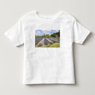 Camiseta Infantil EUA, WA, Sequim, Purple Haze Lavender Farm