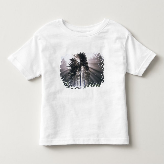 Camiseta Infantil EUA, Washington, Parque Nacional Olimpiadas, Manhã (Frente)