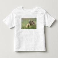 EUA, Washington, Parque Nacional Olímpico, Marmota