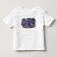 Europa, França, Provença. Campos de lavanda