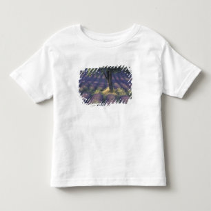 Camiseta Infantil Europa, França, Provença, Sault, Lavanda
