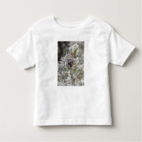 Fecho do cone de pinho congelado, Yellowstone