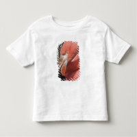 Flamingo Chileno, Phoenicopterus chilensis