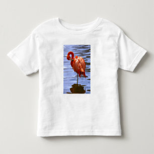 Camiseta Infantil Flamingo em uma perna na água