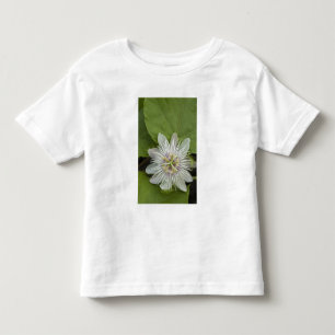 Camiseta Infantil Flor de Maracujá dos Galápagos Passiflora foetida