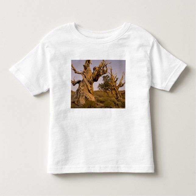 Camiseta Infantil Floresta Antiga de Bristlecone, Montanhas Brancas, (Frente)