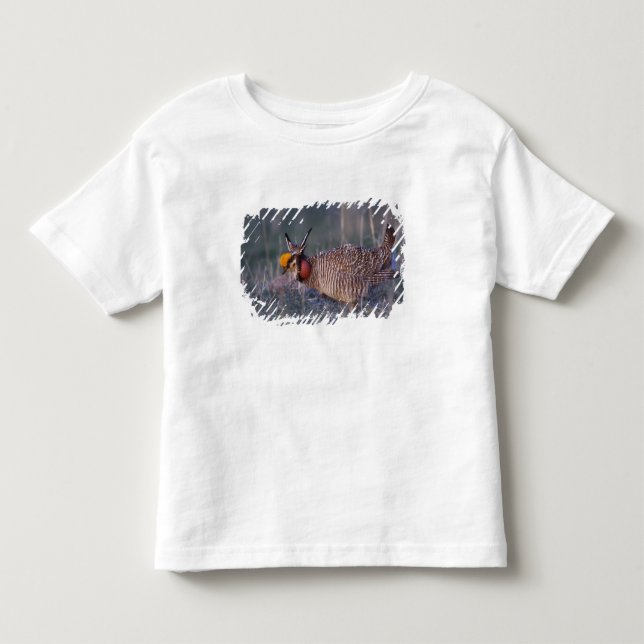 Camiseta Infantil Frango-da-pradaria-menor, Tympanuchus (Frente)
