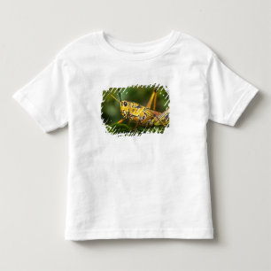 Camiseta Infantil Gafanhoto, Everglades National Park, Flórida,