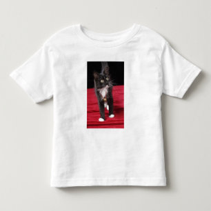 Camiseta Infantil Gatinho preto e branco de pelo curto, 2 meses e me