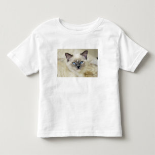 Camiseta Infantil gatinho Ragdoll