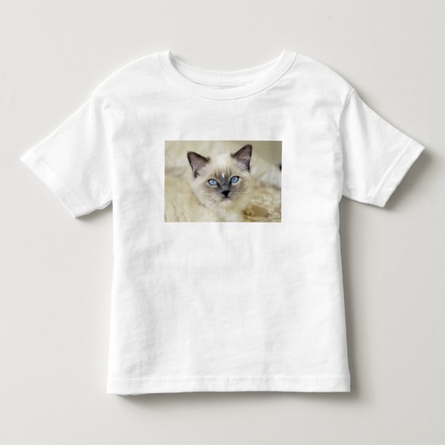 Camiseta Infantil gatinho Ragdoll (Frente)