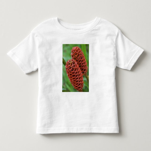 Camiseta Infantil Gengibre Colmeia, Zingiber spectabile), (Frente)