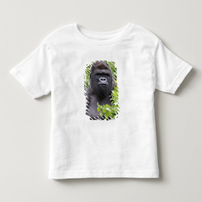 Camiseta Infantil Gorila-de-costas-silverback, Gorilla gorilla, (Frente)