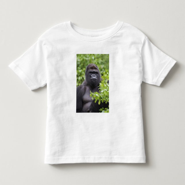 Camiseta Infantil Gorila-de-costas-silverback, Gorilla gorilla, (Frente)