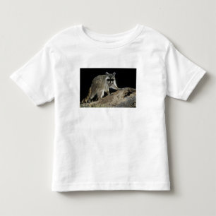 Camiseta Infantil Guaxinim-comum, Procyon lotor
