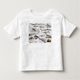 Camiseta Infantil Ictiologias Elasmobranch, Ganoid