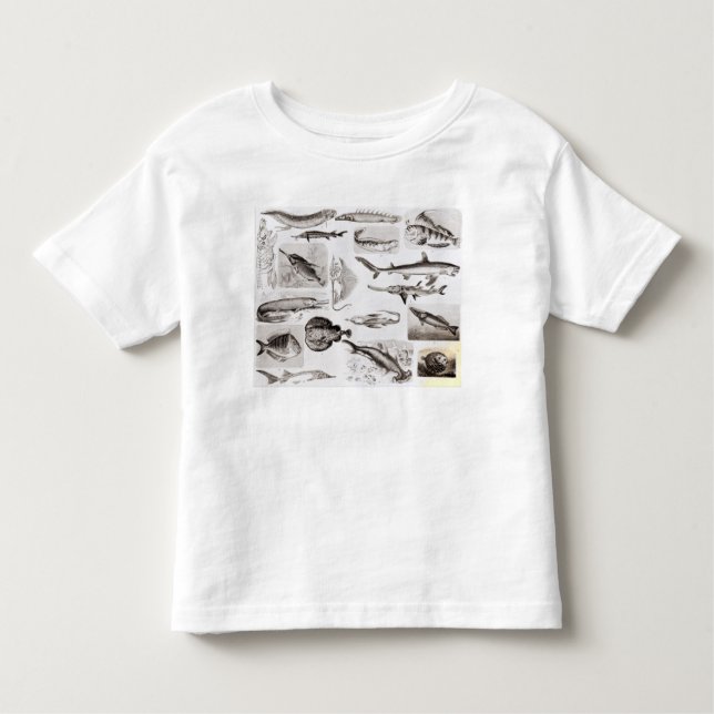 Camiseta Infantil Ictiologias Elasmobranch, Ganoid (Frente)