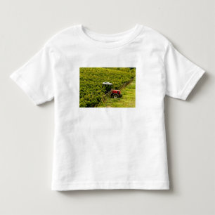 Camiseta Infantil Itália, Toscana, Greve. Colhedores trabalhando dur