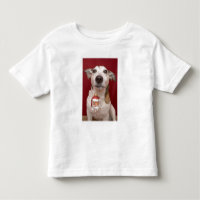 Jack Russell Terrier que guardara enfeites de